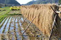中耕地は水浸しです 中耕地は水浸しです