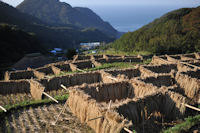 石部の棚田 石部の棚田