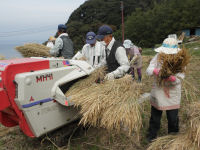 脱穀作業 脱穀作業