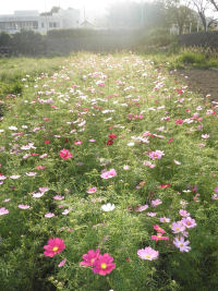 苗畑コスモス 苗畑コスモス