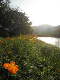 黄花コスモス 黄花コスモス