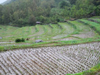 今日の石部の棚田 今日の石部の棚田