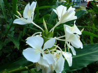 ジンジャーの花 ジンジャーの花