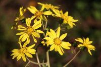 つわぶき つわぶき