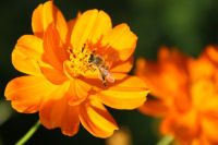 コスモス コスモス