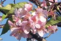 河津桜 河津桜