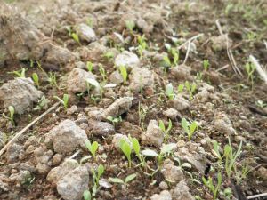 那賀耕地 那賀耕地