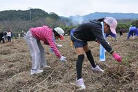 菜の花種まき 菜の花種まき