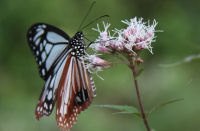 アサギマダラ アサギマダラ