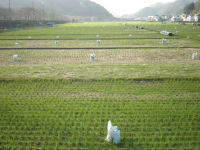 那賀耕地肥料設置