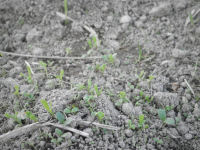 ワイルドフラワー芽