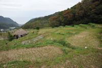 今日の石部棚田