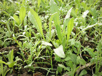 試験的に早蒔きした田んぼの状況