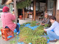 女性会そば収穫