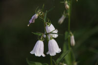 ツリガネニンジン