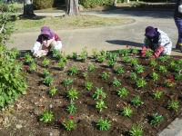 三聖苑花壇植え替え