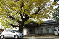 中川那賀区公民館のイチョウ