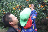 みかん狩り