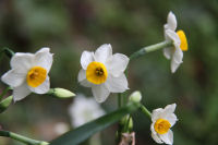 スイセン スイセン
