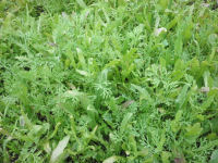 那賀耕地花畑 那賀耕地花畑