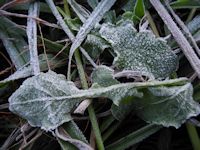 初霜や初氷 初霜や初氷