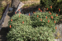 岩地地区のアロエ 岩地地区のアロエ