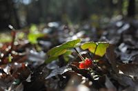 フユイチゴ フユイチゴ