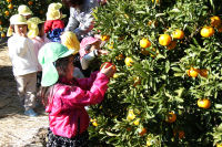 ポンカン狩り ポンカン狩り