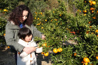 ポンカン狩り ポンカン狩り