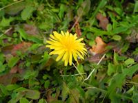 タンポポ タンポポ