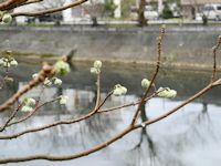 ミツマタ ミツマタ