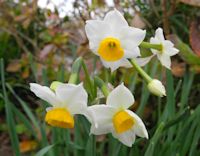 スイセン スイセン