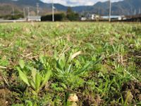 那賀花畑 那賀花畑