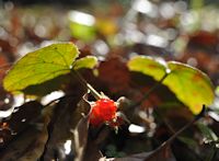 フユイチゴ フユイチゴ