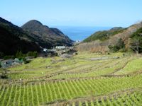 今日の石部棚田 今日の石部棚田