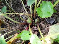 今年最初のフキノトウ 今年最初のフキノトウ