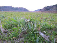 花畑のワイルドフラワー