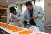 ポンカン品評会