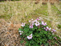 石部棚田のレンゲソウ