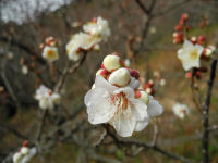 牛原山の梅