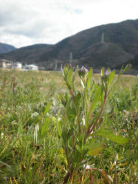 田んぼをつかった花畑