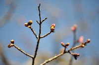 中川建久寺の桜