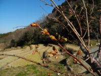 石部棚田の河津桜
