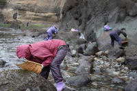 岩のり採り
