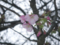 那賀川沿いの桜