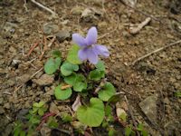 日溜まりのタチツボスミレ