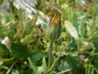 アフリカキンセンカ