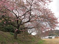 伏倉土手の桜