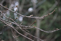室岩洞付近の桜