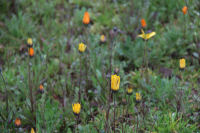 田んぼをつかった花畑